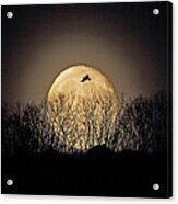 Raven Moon Acrylic Print