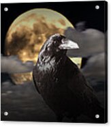 Raven Under The Harvest Moon Acrylic Print