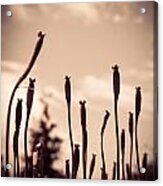 Flowers Reaching For The Sky Acrylic Print