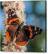 Red Admiral Acrylic Print