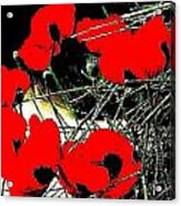 Red And Black Poppies 2 Acrylic Print