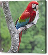 Red And Green Macaw Pantanal Brazil Acrylic Print
