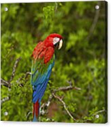 Red And Green Macaw Perching Brazil Acrylic Print