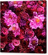 Red And Pink Cut Flowers, Close Up Acrylic Print