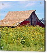 Red Barn In Summer Acrylic Print