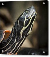 Red Bellied Cooter Acrylic Print