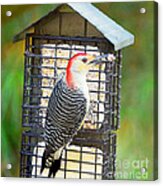 Red-bellied Woodpecker At The Feeder Acrylic Print