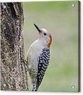 Red Bellied Woodpecker Acrylic Print