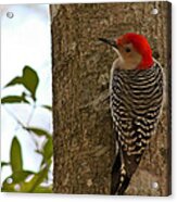 Red Bellied Woodpecker Acrylic Print