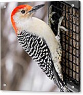 Red-bellied Woodpecker Acrylic Print