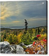 Red Berries At Bear Rock In Dolly Sods Acrylic Print