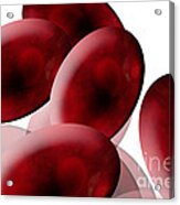 Red Blood Cells Acrylic Print