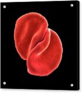 Red Blood Cells Acrylic Print