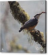 Red Breasted Nuthatch Acrylic Print