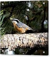 Red-breasted Nuthatch In Pine Tree Acrylic Print