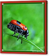 Red Bug Acrylic Print