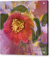 Red Camelia In A Winter Coat Acrylic Print