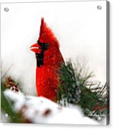 Red Cardinal Acrylic Print