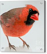 Red Cardinal In Snow Acrylic Print