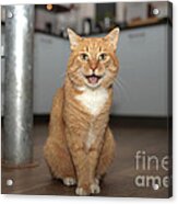 Red Cat Miaowing Acrylic Print