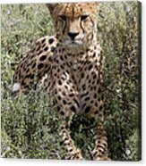 Red Cheetah Portrait Acrylic Print