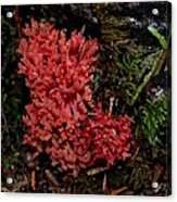 Red Coral Mushroom Acrylic Print