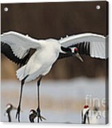 Red-crowned Crane Lands Acrylic Print