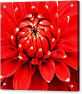 Red Dahlia With White Tips Acrylic Print