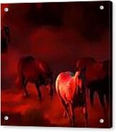 Red Dawn Horses Acrylic Print