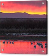 Red Dawn Illuminates Geese At Bosque Del Apache Wildlife Refuge Acrylic Print