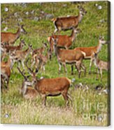 Red Deer Herd In Summer Acrylic Print