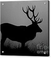 Wildlife Red Deer Stag Silhouette Acrylic Print