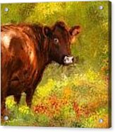 Red Devon Cattle - Red Devon Cattle In A Farm Scene- Cow Art Acrylic Print