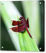 Red Dragon Acrylic Print