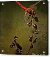 Red Dragonfly On A Dead Plant Acrylic Print
