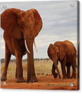 Red Elephants Acrylic Print