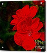 Red Flowers Acrylic Print