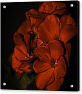 Red Flowers In Evening Light Acrylic Print
