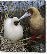 Red-footed Booby And Chick Galapagos Acrylic Print