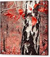 Red Forest Acrylic Print