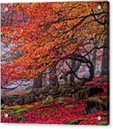Red Forest Tree Landscape Autumn Acrylic Print