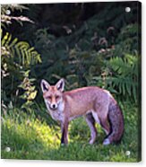 Red Fox Cub At The Edge Of A Forest Acrylic Print