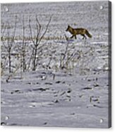 Red Fox In Winter Acrylic Print