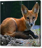 Red Fox Acrylic Print