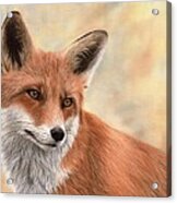 Red Fox Painting Acrylic Print