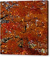 Red Gold Autumn Acrylic Print
