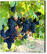 Red Grapes Ripen On The Vine In A Acrylic Print