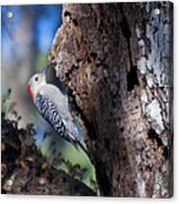 Red Headed Woodpecker Acrylic Print