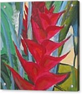 Red Heliconia Acrylic Print