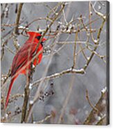 Red Hot In A Snowstorm Acrylic Print